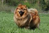 SPITZ ALLEMAND 450